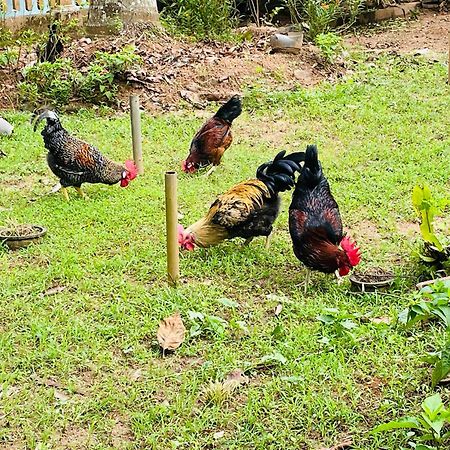 Unique Villa Kandy Buitenkant foto