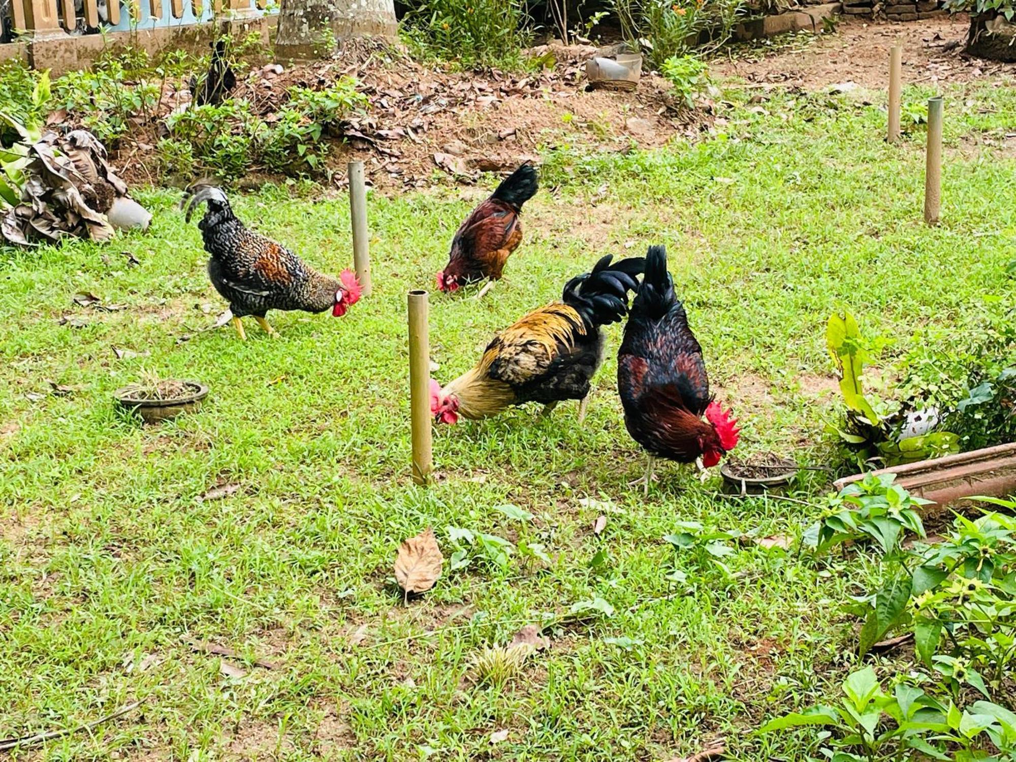 Unique Villa Kandy Buitenkant foto